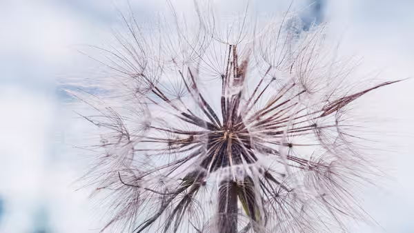 Foto: Nahaufnahme einer Pusteblume