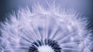 Foto: Nahaufnahme einer Pusteblume vor grau-blauem Hintergrund.